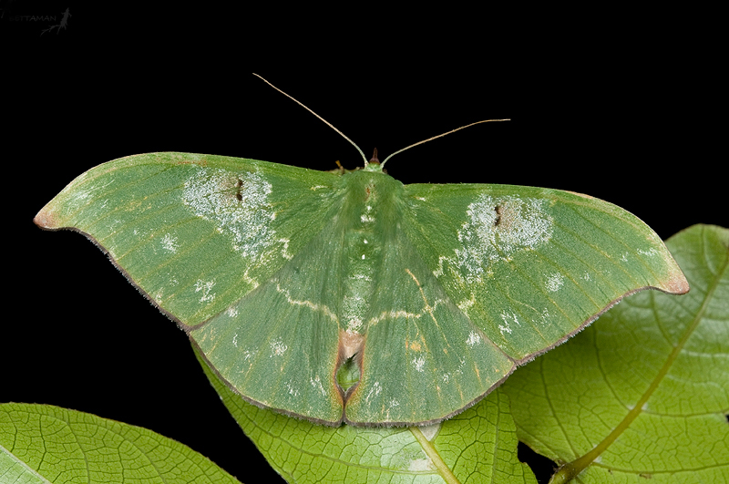 Tanaorhinus viridiluteata 雙點鐮翅青尺蛾- DearLep 物種頁面